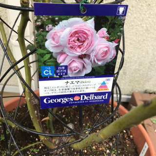 ナエマ デルバール バラ 薔薇 苗の画像