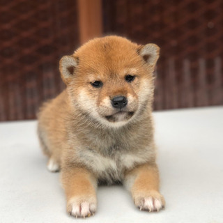 柴犬　赤　大特価