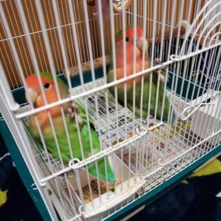 コザクラインコ