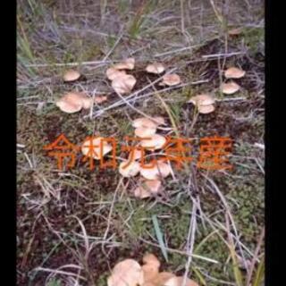 アミタケ　塩漬け　1キロ　山菜