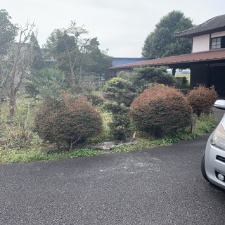 庭木仕入れ　伐採　薪　庭石　庭木全て無料　ガーデニング　庭園　　...