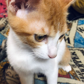子猫の里親さんになってくださる方探してます。