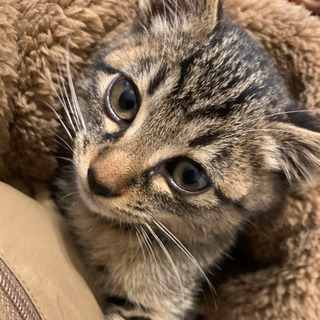 急募！！保護猫キジトラ♂2か月半