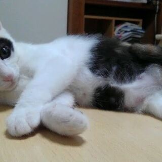 三毛らしい三毛猫ちゃんです。