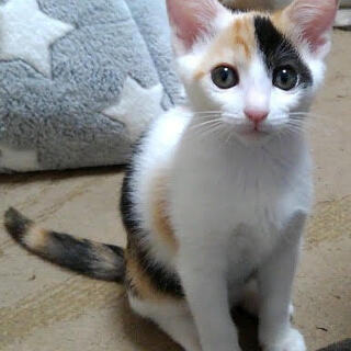 三毛らしい三毛猫ちゃんです。 - 米子市