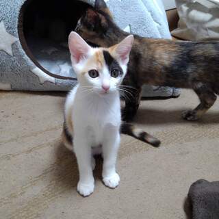 三毛らしい三毛猫ちゃんです。 - 猫