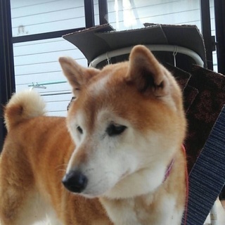 高齢犬
