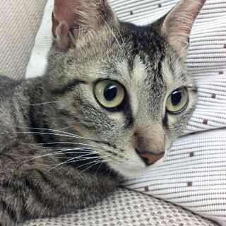 6歳女の子美猫です