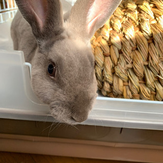 うさぎって可愛いです