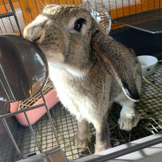 とてもおとなしくて人懐っこい