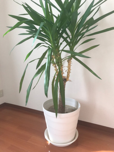 観葉植物（ドラセナ）
