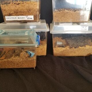 能勢YG血統　他　オオクワガタ　まとめ売りの画像