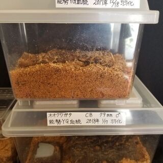 能勢YG血統　他　オオクワガタ　まとめ売りの画像