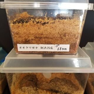 能勢YG血統　他　オオクワガタ　まとめ売りの画像