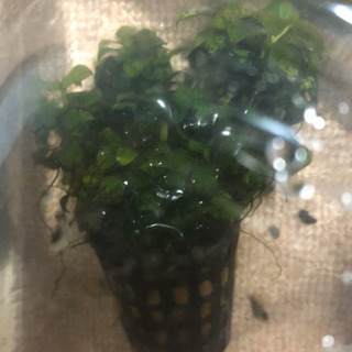高級水草　レア種　大特価　水草が趣味の方おススメ！✨期間延長！