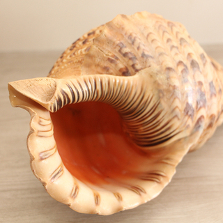 法螺貝 ホラ貝 超特大 34センチ アンティーク コレクション 魔除け