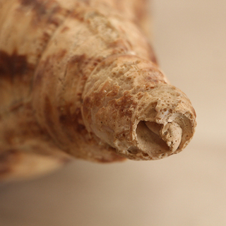 法螺貝　34cm 魔除け　インテリア 法螺貝 ホラ貝 超特大 34センチ アンティーク コレクション 魔除け