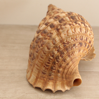 法螺貝　34cm 魔除け　インテリア 法螺貝 ホラ貝 超特大 34センチ アンティーク コレクション 魔除け