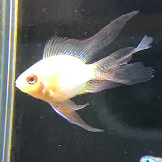 熱帯魚　ロングフィンゴールデンバルーンラミレジィ   グリーンネオン 