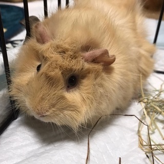 モルモット