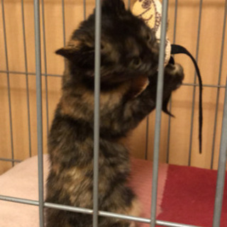 子猫の里親募集！