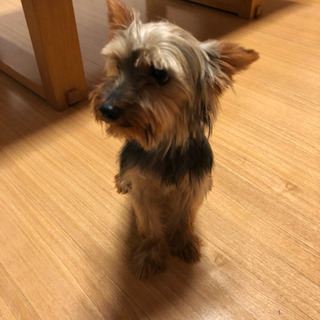 ヨークシャテリア