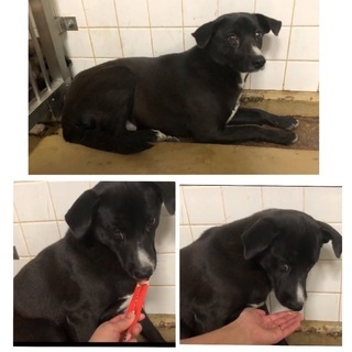 里親決定！有難うございました！🆘保健所収容期限切迫🐶民家に居つい...