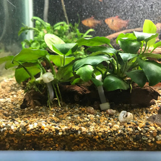 アヌビアスナナ　（流木活着）