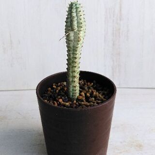 売り切れました　多肉植物　白樺麒麟 ミルクトロン①