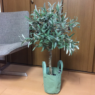 【急募】はりぼてのオリーブの木 フランフラン購入