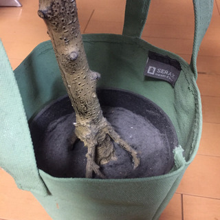 【急募】はりぼてのオリーブの木 フランフラン購入の画像