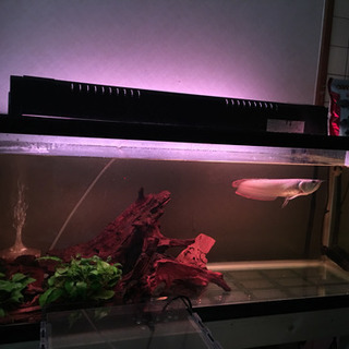 120水槽   お買い得