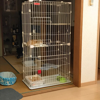 保護した仔猫 - 猫