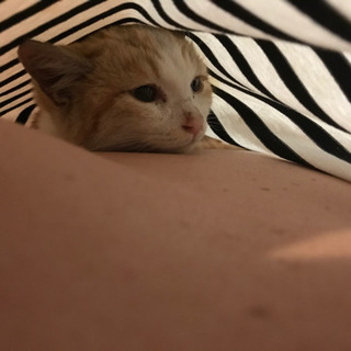 保護した仔猫 - 大田区