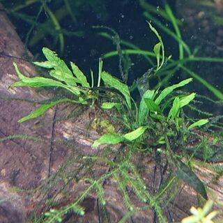 ミクロソリウム スモールリーフ(水草ネイチャーアクアリウム)