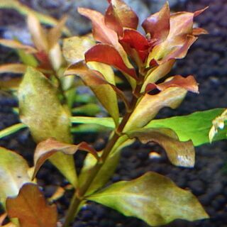ルドウィジア グランデュローサ (水草アクアリウム熱帯魚ネイチャ...