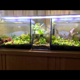 水槽セット