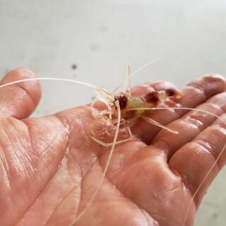 海水魚・熱帯魚　オトヒメエビ　