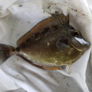 海水魚・熱帯魚　テングハギ