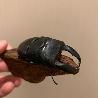 スラウェシオオヒラタクワガタ 約66mm オスのみ