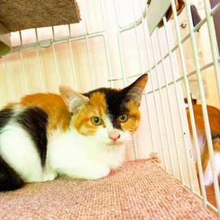 三毛の子猫雌　里親募集中 埼玉県所沢　