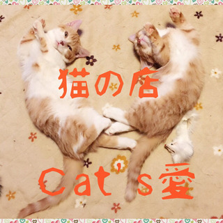 Ｃat's愛の仔猫情報です！