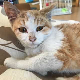 保護した仔猫 − 東京都
