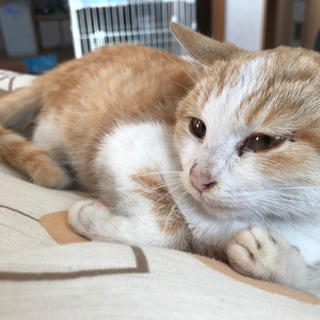 保護した仔猫 - 里親募集
