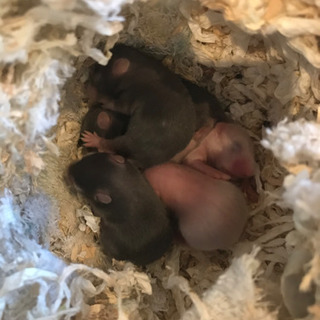 子ハム　ゴールデンハムスター