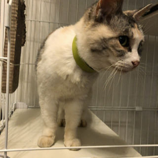 三毛猫の女の子を保護しました！ - 足立区