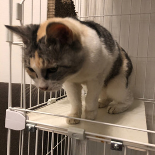 三毛猫の女の子を保護しました！ − 東京都