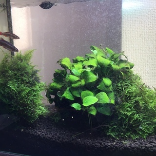 熱帯魚、流木、水草、等
