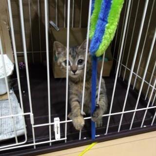 保護猫　性格◎　新品ゲージお渡しします。 - 猫