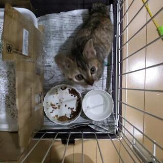 保護猫　性格◎　新品ゲージお渡しします。 − 長崎県